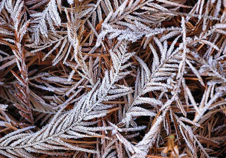 Frosted Fronds