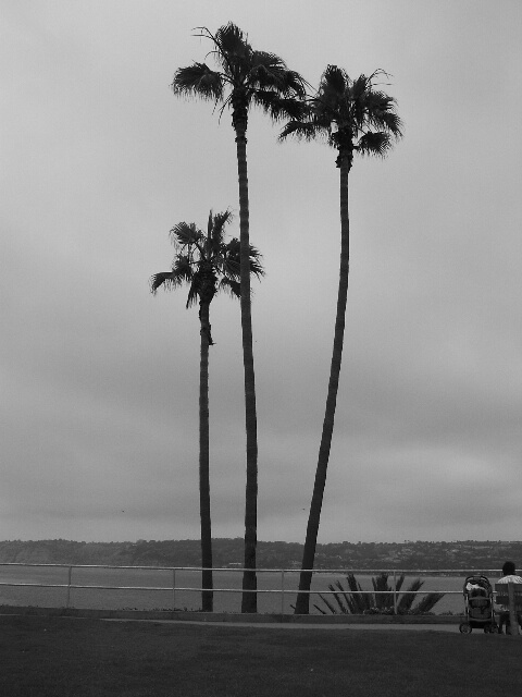 Palms by the Shore