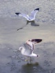 Seagull Watercolo...