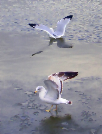 Seagull Watercolor