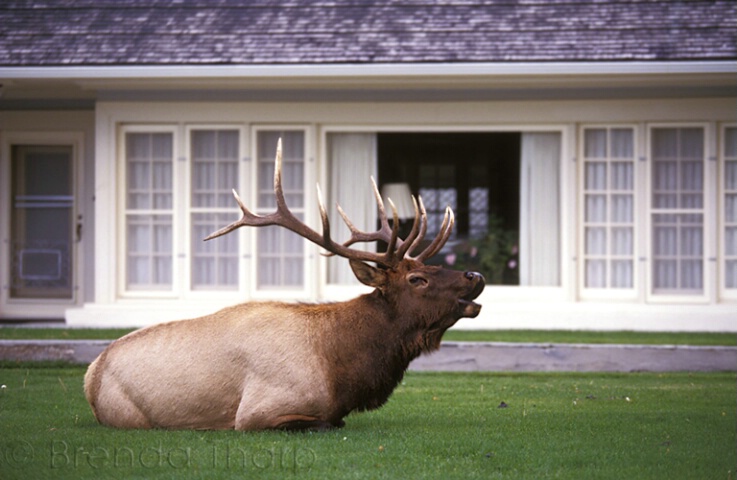 Bugling Elk Sculpture
