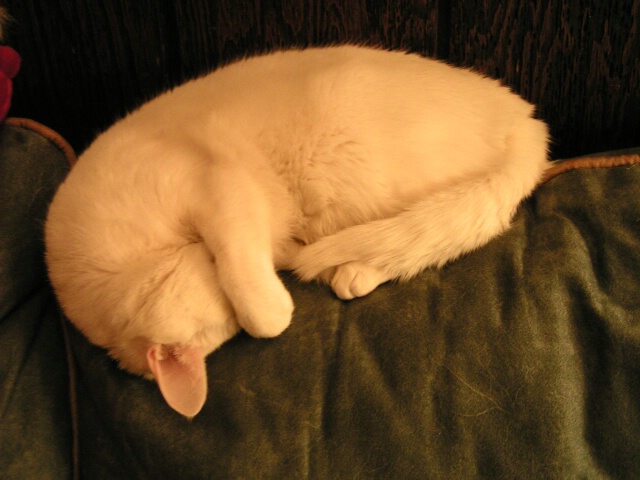 Sleeping Cat 