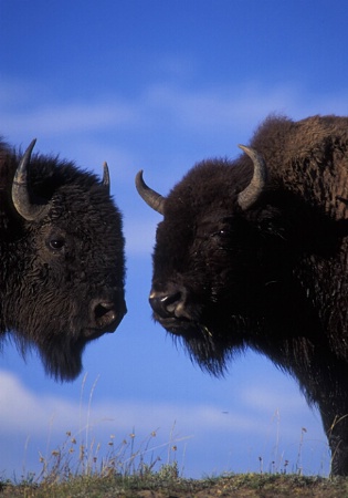 Bison Bookends,Yellowstone NP