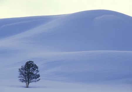 Hayden Valley in Winter,Yellowstone