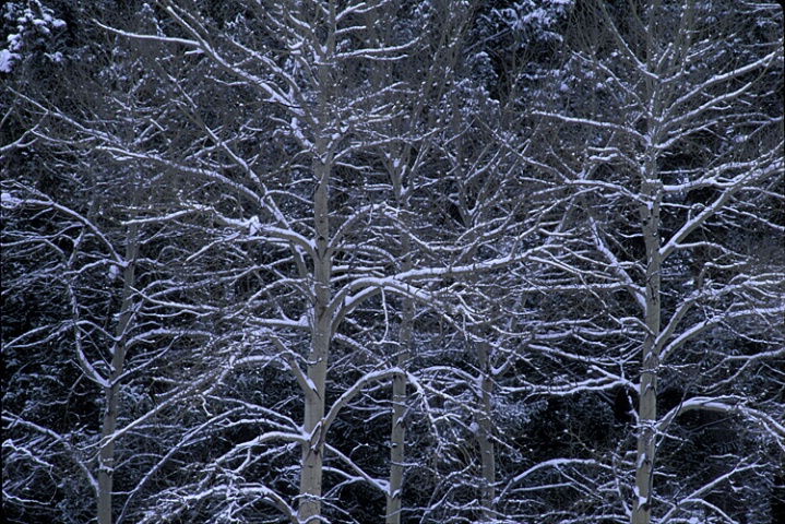 Yellowstone Trees In Snow