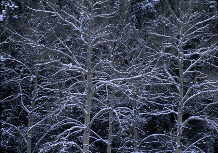 Yellowstone Trees In Snow
