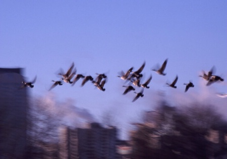 Blurred Geese