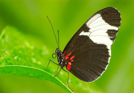 Flying Flower