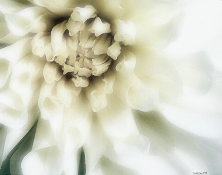 .Dahlia Dreams