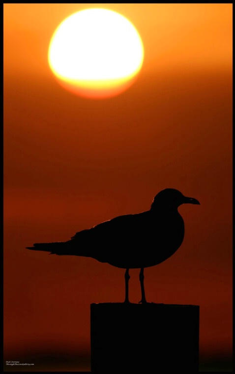 Gull sunset - ID: 646871 © Sara And Dick