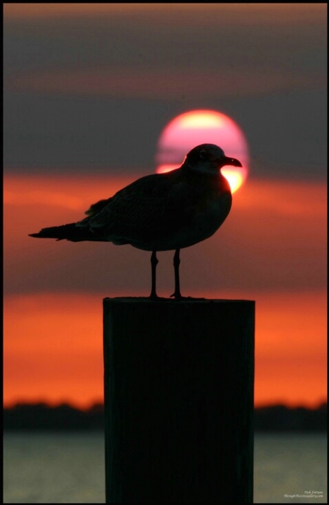 Gull sunset II - ID: 646872 © Sara And Dick