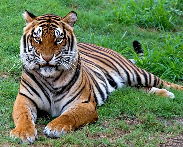 A Bengal Tiger