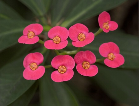 8 flowers on stems