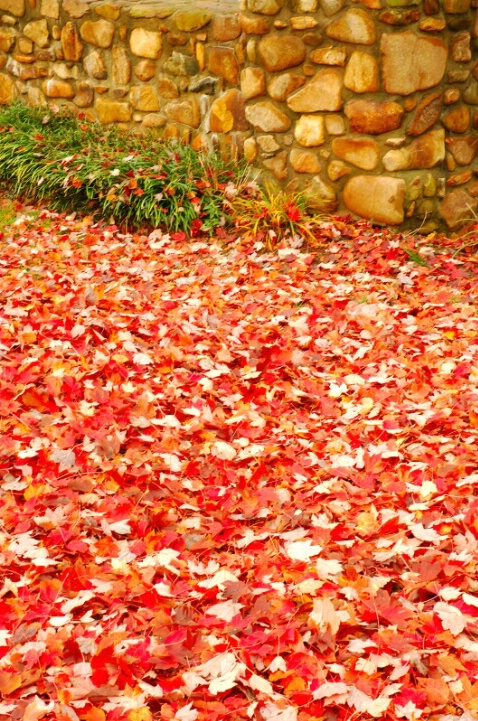 Leaf Walk