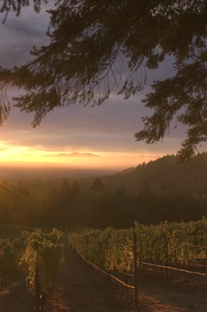 Vineyard at Sunrise