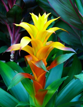 Bromeliad