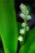 Lily-of-the-valle...