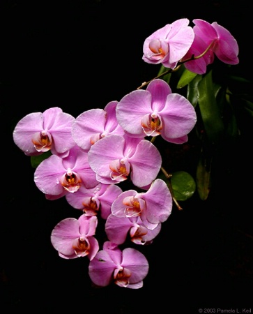 The Photo Contest 2nd Place Winner - Falling Orchids II