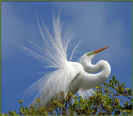 Egret in Plumage