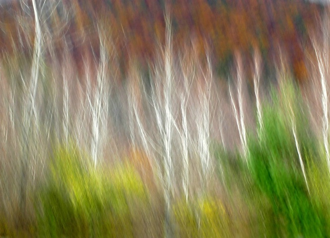 Autumn Birches