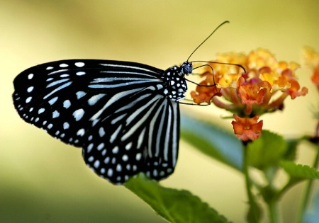 Mdm Butterfly