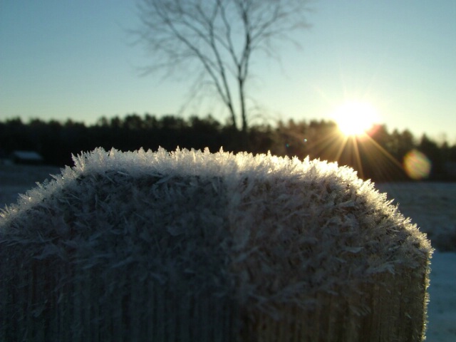 Sunny Frost
