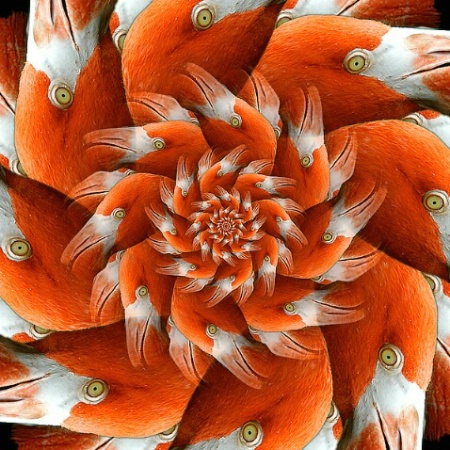 The Flamingo Dimension(f)