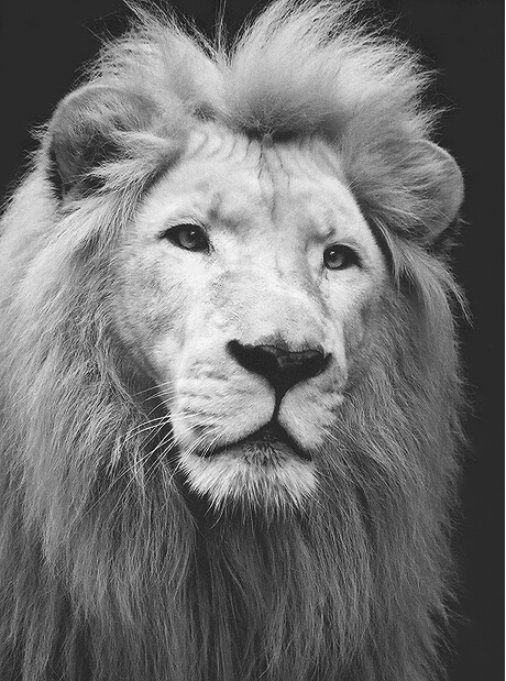 White Lion Portrait (resubmit)