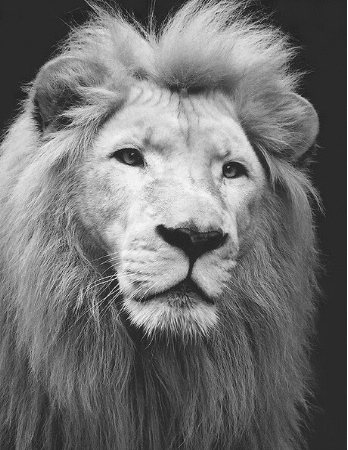 White Lion Portrait (resubmit)