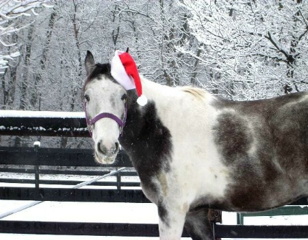 Scooter says,"Merry Christmas"
