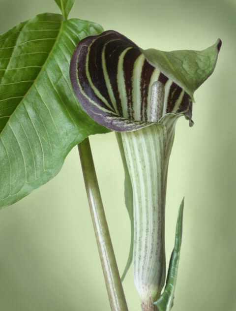 Jack in the Pulpit #2