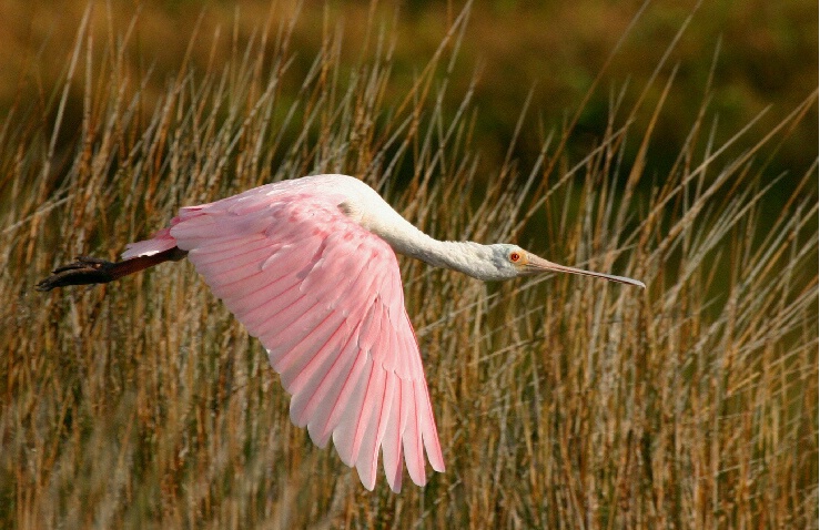 Roseate Spoonbill