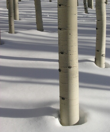 winter aspens