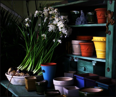 Paper Whites In Progress