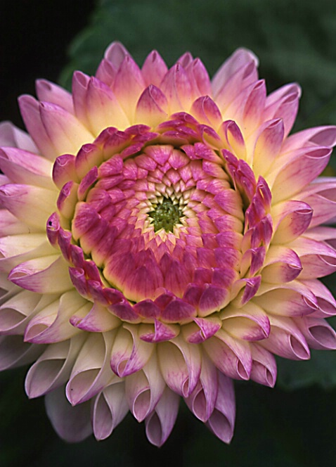 Dahlia in Pink