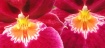 Bright flower