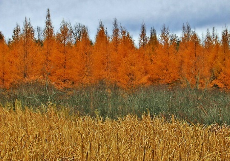 Bands of Fall