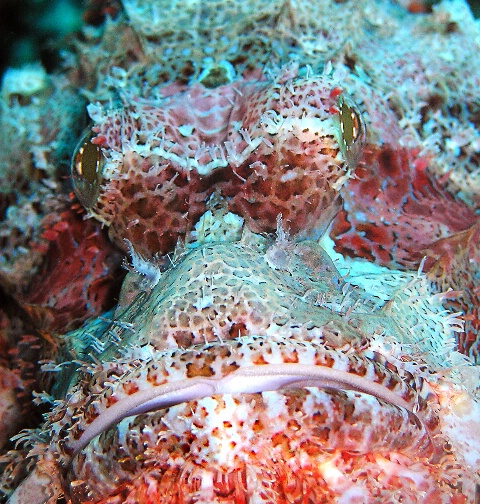 Scorpionfish