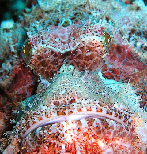 Scorpionfish