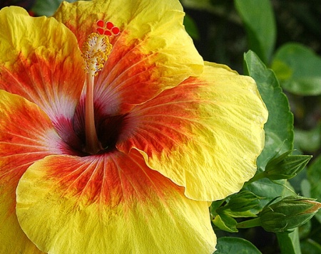 Yellow hibiscus