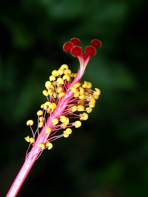 Part of Hibiscus, v1