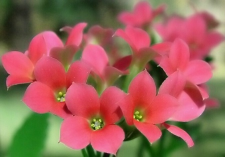 ...kalanchoe...