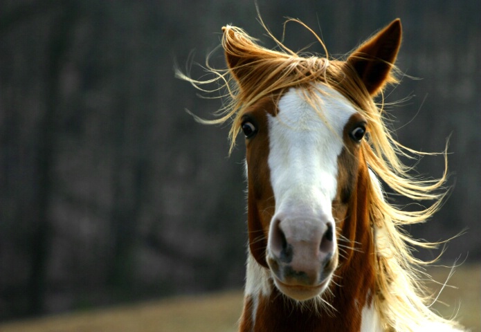 A Very Bad Hair Day