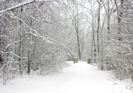 Snowy Lane