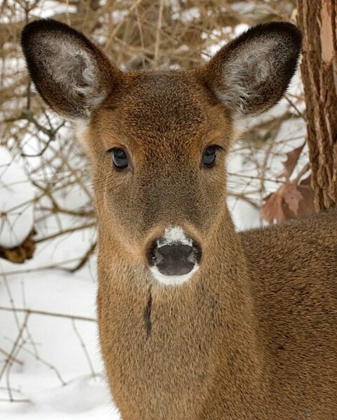 Deer Portrait 