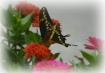 Afternoon Visitor...
