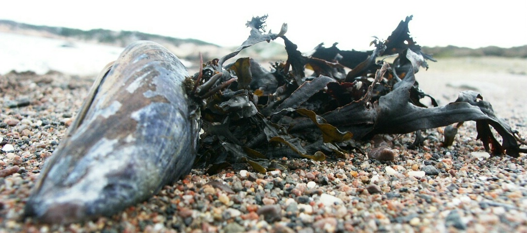 Seaweed  washed up on shoreline