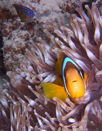 Anemonefish