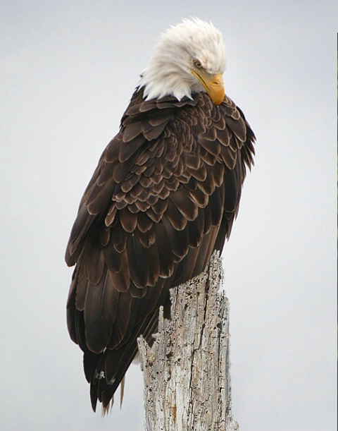 Eagle in Homer, Alaska