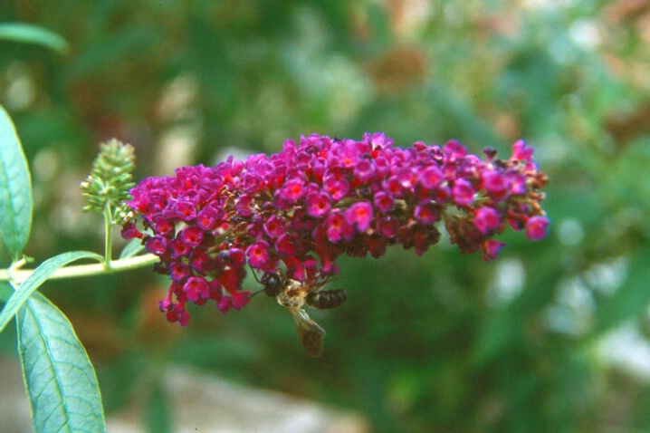 Purple Flowers W/Bee